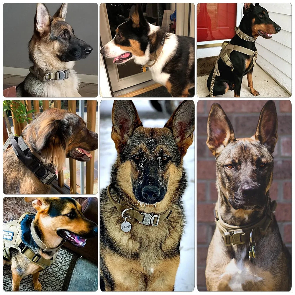 Dog Collar Dog Collar